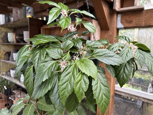 Photo of Pachysandra axillaris 'Windcliff Fragrant' by plant lust
