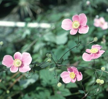 Photo of Anemone x hybrida 'Königin Charlotte' flower by Briggs Plant Propagators