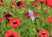 Zinnia