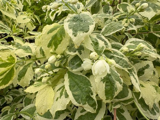 Photo of Philadelphus coronarius 'Variegatus' flower, foliage by plant lust