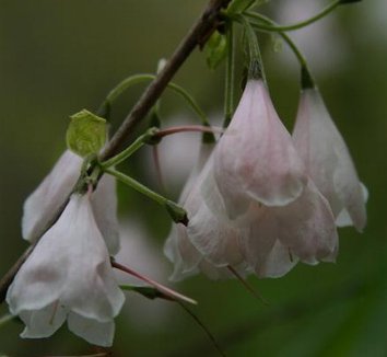 Photo of Halesia tetraptera 'Rosea' flower by Hoot Owl Hollow Nursery