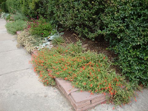 Zauschneria Californica Ssp Garrettii Orange Carpet Zauschneria Garretti Orange Carpet Pwwg01s Zauschneria Garrettii Zauschneria Garrettii Orange Carpet Plant Lust Zauschneria Californica Ssp Garrettii Orange Carpet Zauschneria Garretti Orange Carpet Pwwg01s Zauschneria Garrettii Zauschneria Garrettii Orange Carpet Plant Lust