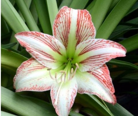 邦楽 amaryllis b92daa973a347e5a8515bb71dd37ae