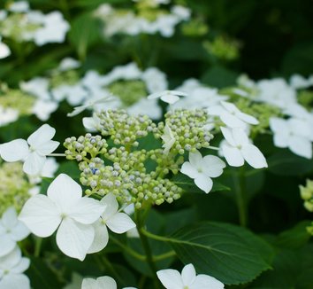 Photo of Hydrangea macrophylla 'Lanarth White' flower by Karl Gercens III