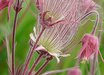 Geum
