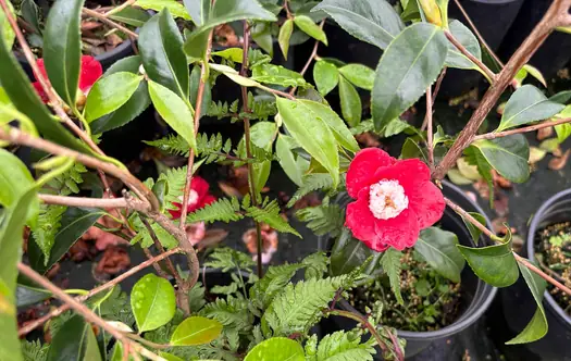 Camellia japonica 'Bob's Tinsie' | | plant lust