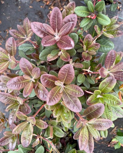 Photo of Rhododendron 'Ever Red' foliage by plant lust