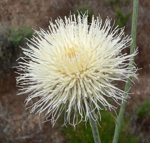 Cirsium neomexicanum plant lust