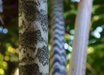 Caryota