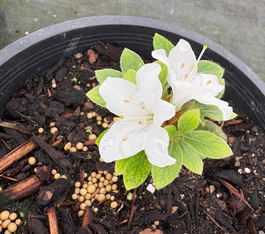 Photo of Panda Azalea flower by plant lust