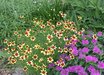Coreopsis