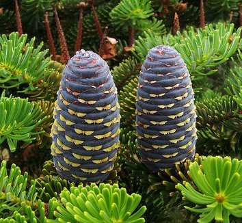 Photo of Abies koreana cones by Lestath