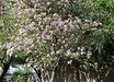Bauhinia