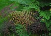 Aralia