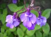 Streptocarpus