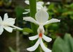 Calanthe