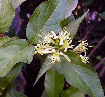 Photo of Diervilla lonicera 'Copper' flower, foliage by Forestfarm