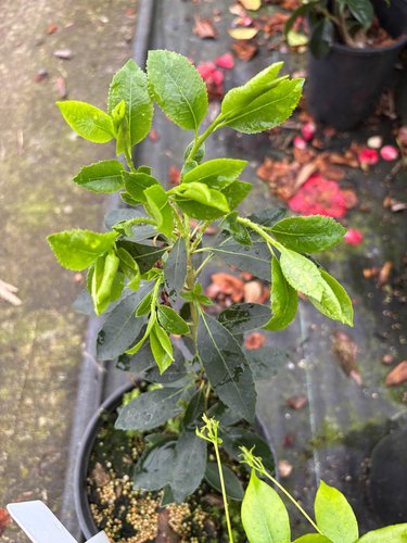 Photo of Arbutus unedo 'Oktoberfest' foliage by plant lust