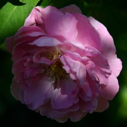 Rosa Mary Rose | Rosa 'Mary Rose' | Mary Rose | plant lust