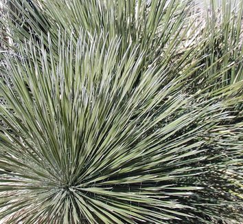 Photo of Yucca angustissima 'South Side' foliage by Cistus Nursery