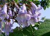 Paulownia