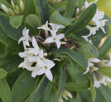 Photo of Daphne x transatlantica 'Jim's Pride' flower, foliage by plant lust