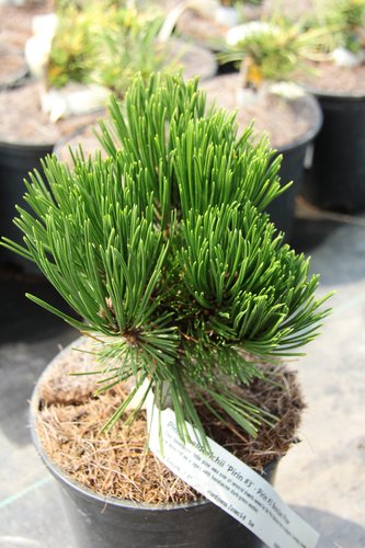 Photo of Pinus heldreichii 'Pirin #3' foliage by Conifer Kingdom
