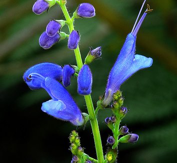 Photo of Salvia cacaliifolia [Guatemalan Blue] flower by J.G. in SF