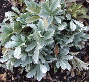 Photo of Potentilla hippiana foliage by Dancing Oaks Nursery