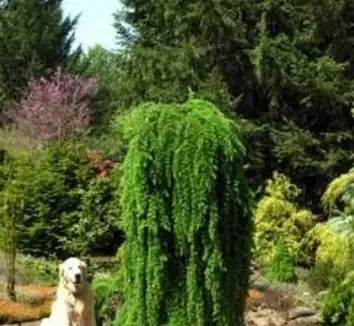 Larix decidua 'Krejci' | | plant lust