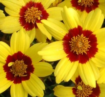 Photo of Coreopsis 'Gold Nugget' PP19946 flower by Terra Nova Nurseries, Inc.