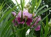 Chilopsis