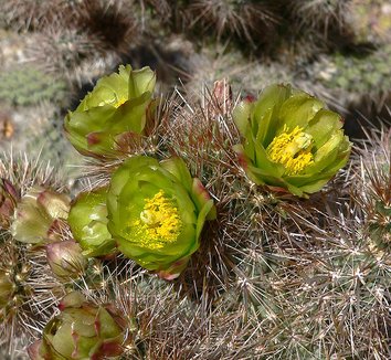 Photo of Cylindropuntia echinocarpa flower by Stan Shebs