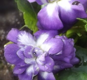 Photo of Viola 'Marie Louise' (Parma) flower by Violetsblew