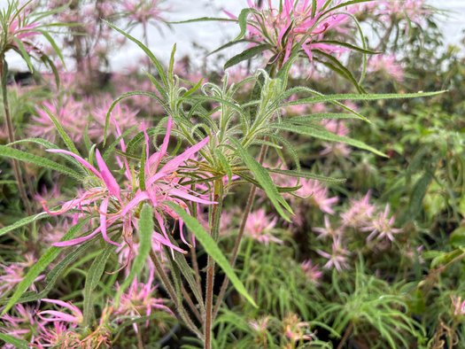 Photo of Spider Azalea flower, folaige by plant lust