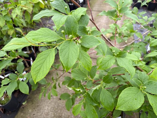 Photo of Stewartia pseudocamellia 'Pillar Bella' foliage by plant lust
