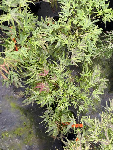 Photo of Acer palmatum 'Manyo no sato' foliage by plant lust