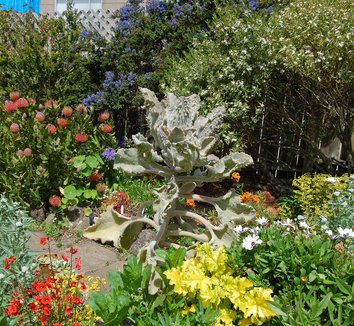 Photo of Kalanchoe beharensis 'Fang' landscape by Far Out Flora