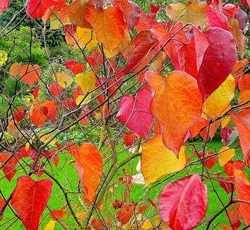 Photo of Cercis canadensis 'Forest Pansy' by Jonathan Billinger