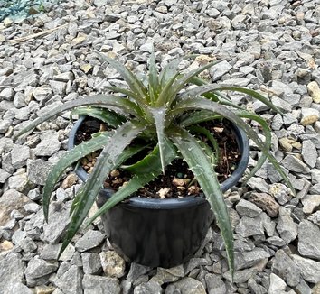 Silver Dyckia - Agaveville