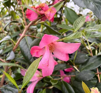 Camellia japonica 'Debutante' | | plant lust