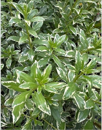 Pittosporum heterophyllum 'Starblazer'
