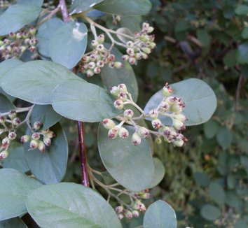 Photo of Cotoneaster glaucophyllus foliage, fruit by John Tann