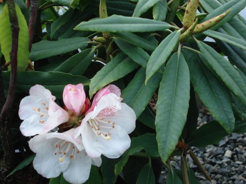 Rhododendron morii