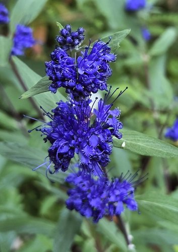 Photo of Caryopteris x clandonensis 'Dark Knight' flower, foliage by Doug Harrington