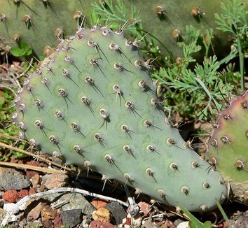 Photo of Opuntia basilaris var. treleasei foliage by Stan Shebs