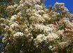 Photinia