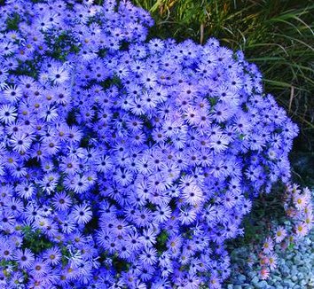 Photo of Symphyotrichum oblongifolium 'October Skies' flower by Avant Gardens