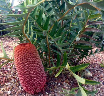 Photo of Banksia blechnifolia flower by Waltzing Matilija