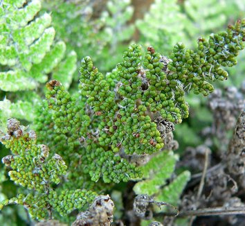 Photo of Cheilanthes covillei foliage by Stan Shebs